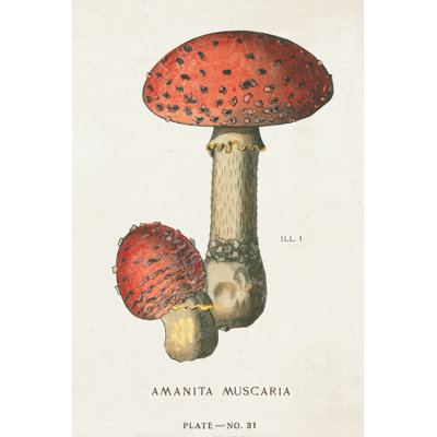 Mushroom Study I by Wild Apple Portfolio - Wrapped Canvas Print