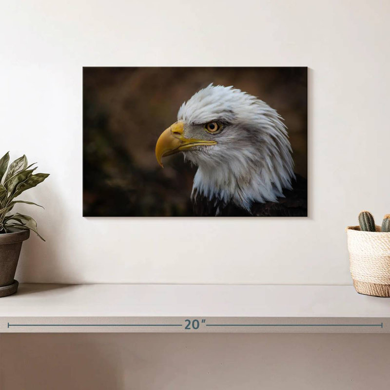 Brampt Bald Eagle Gaze, 8" H x 12" W