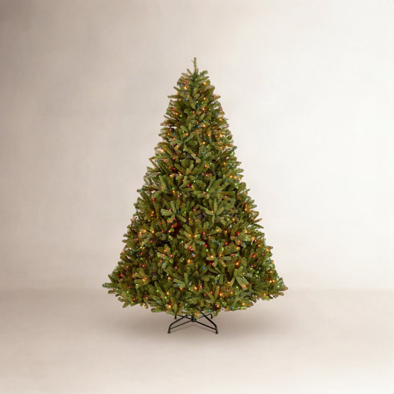 Jersey Fraser Fir Tree, 7.5' H