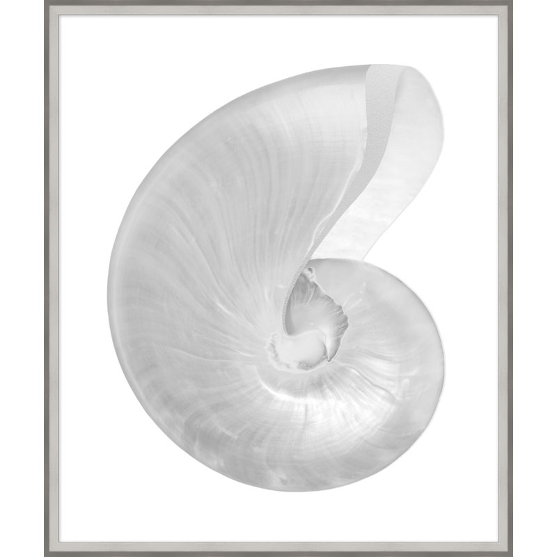 Silver Leafed Shell 3' Framed Graphic Art Print on Glass