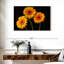 Trois marguerites Harnek sur fond sombre-108136816
