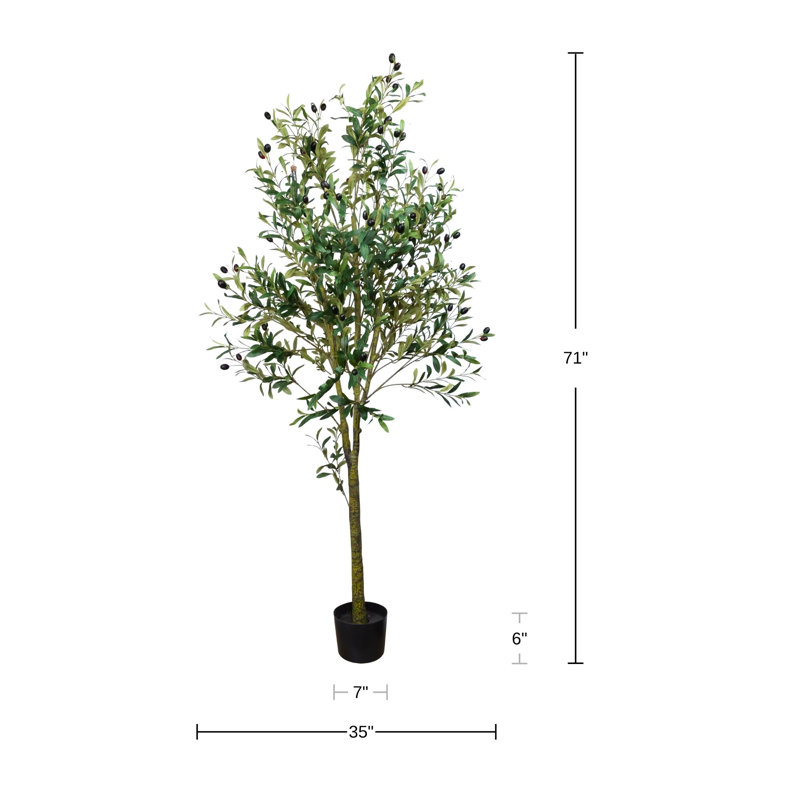 Olive Tree Drop-In