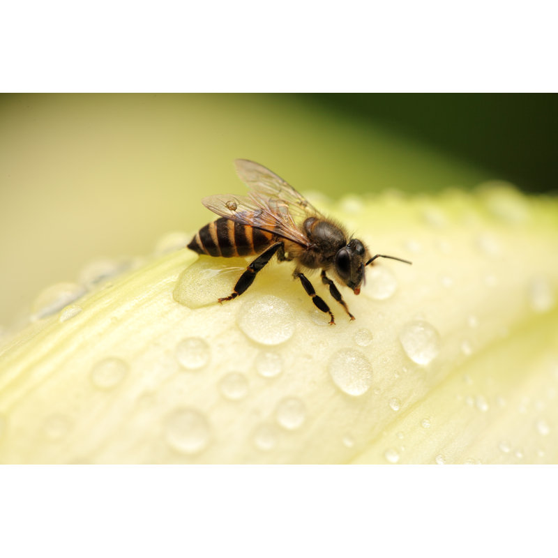 Honey Bee - Wrapped Canvas Print, 20cm H x 30cm W x 3.8cm D