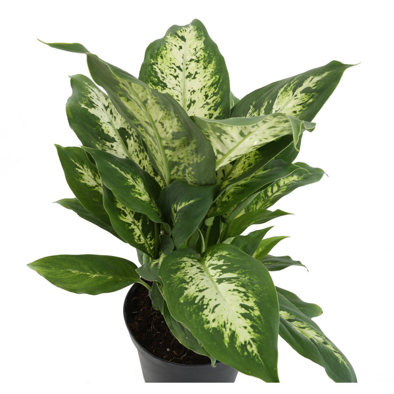 Dumb Cane in Nursery Pot