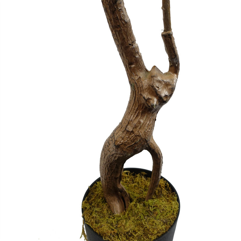 Toona Siensis Arrangement in Pot