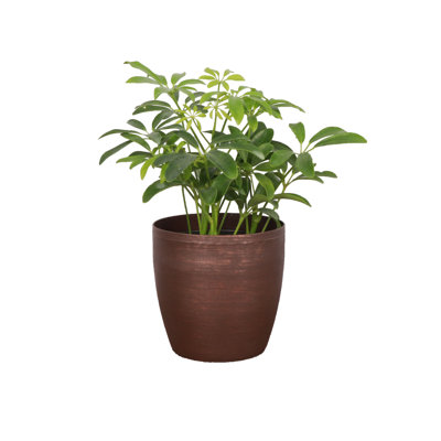 Live Arboricola Plant in Classic Pot