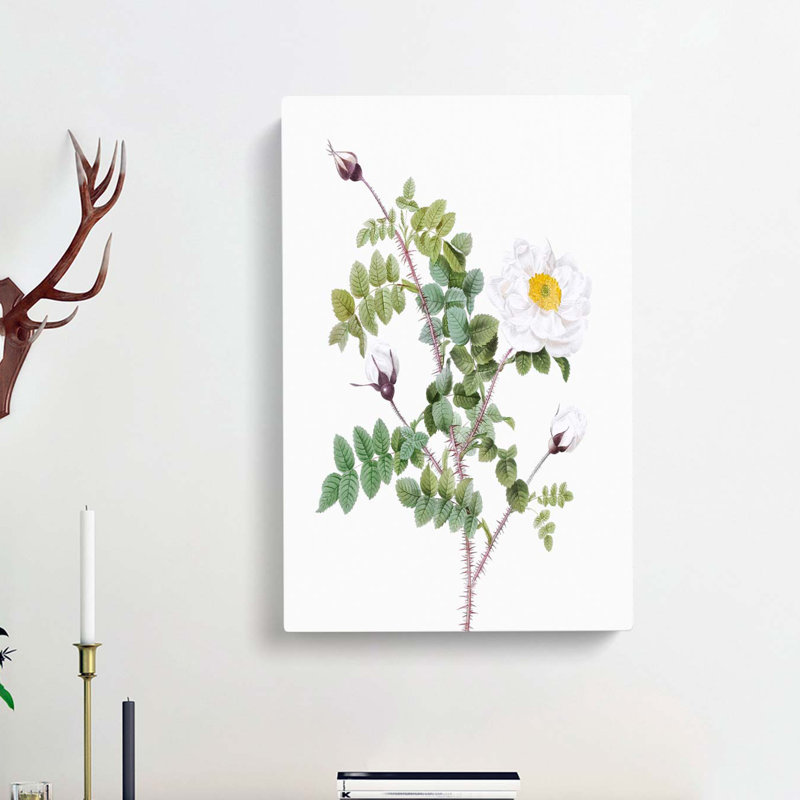 White Burnet Roses by Pierre-Joseph Redoute - Wrapped Canvas, 50cm H x 35cm W x 3cm D