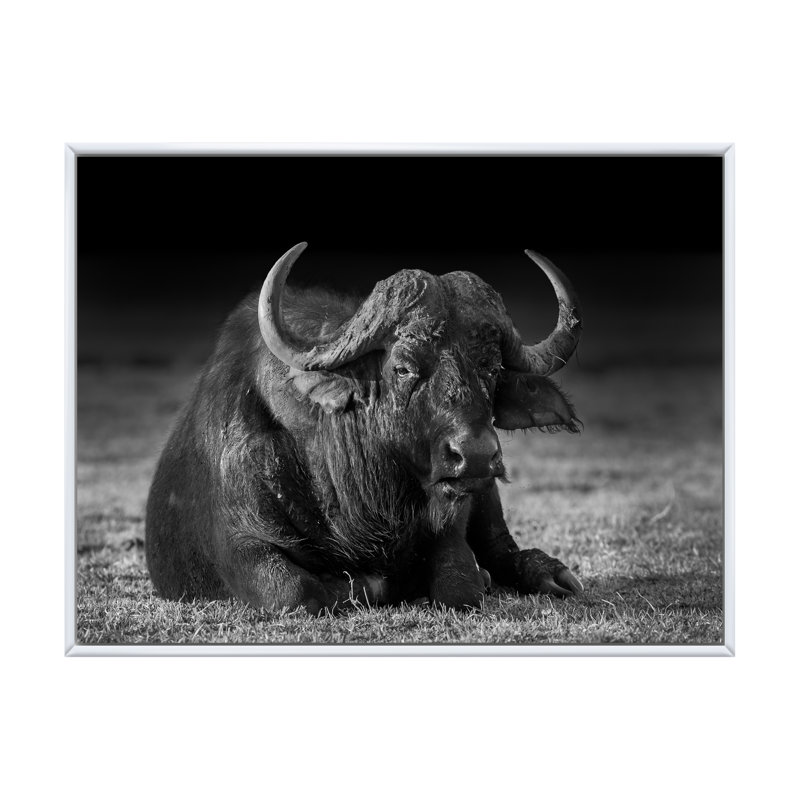 Buffle africain en noir et blanc - reproduction d'art sur toile, H 8 po x l 12 po x P 1 po, Cadre flottant blanc