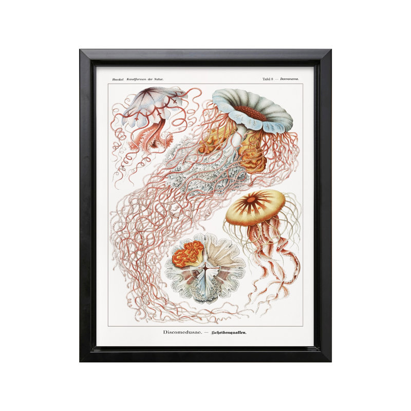Ernst Haeckel - Méduse, Black Framed, Canvas, 11"H x 14"W