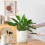 FLHPOT Ceramic Pot Planter