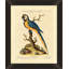 Blue Parrot Wall Art & Signage