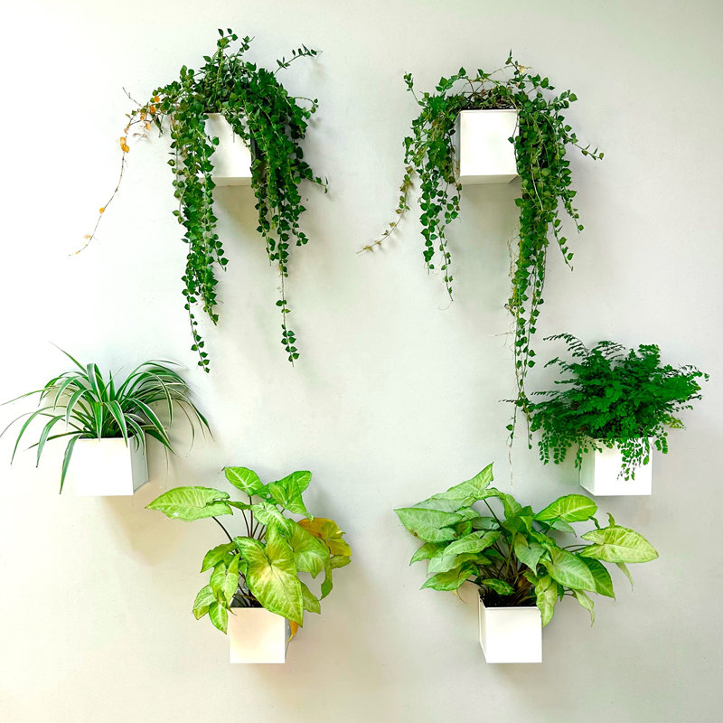 Ensemble de 6 pots de fleurs muraux carrés en métal de 4 pouces pour plantes d'intérieur, petits pots de fleurs muraux blancs décoratifs de jardin