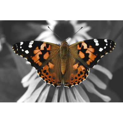 Welling Painted Lady - Wrapped Canvas Print