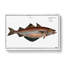 Pollock Fish by M.E. Bloch - Wrapped Canvas Print-55322290
