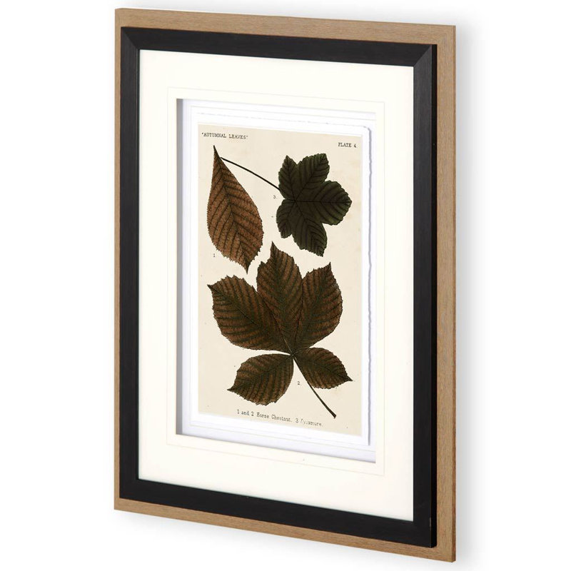 «Autumnal Leaves» par Vision Studio, reproduction d'art encadrée sous verre, Feuilles d'automne III