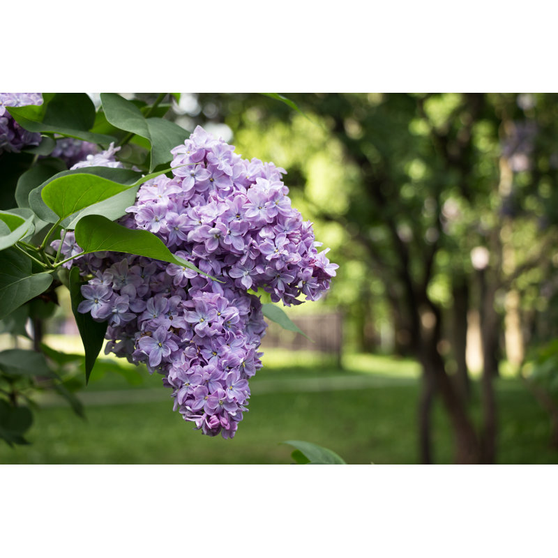 Lilas en fleurs. Lilas Bush Bloom - Photographie sur toile tendue, H 8 po x l 12 po