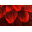 Tapis d'intérieur en polypropylène tissé à la machine à effet de rose 3D Andreoni-1510909600