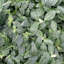 Live White Fittonia Nerve Plant in Classic Pot-70502081