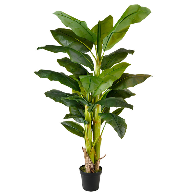 Bananier 65 po en pot