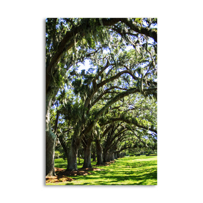 " Avenue of Oaks I " Print