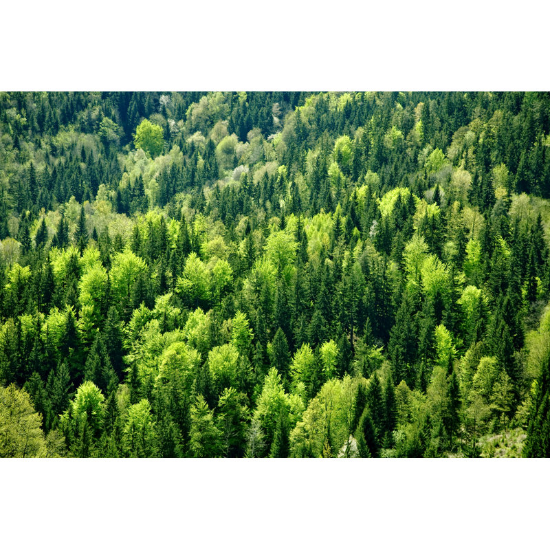 Forest - Wrapped Canvas Print, 30cm H x 46cm W x 3.8cm D
