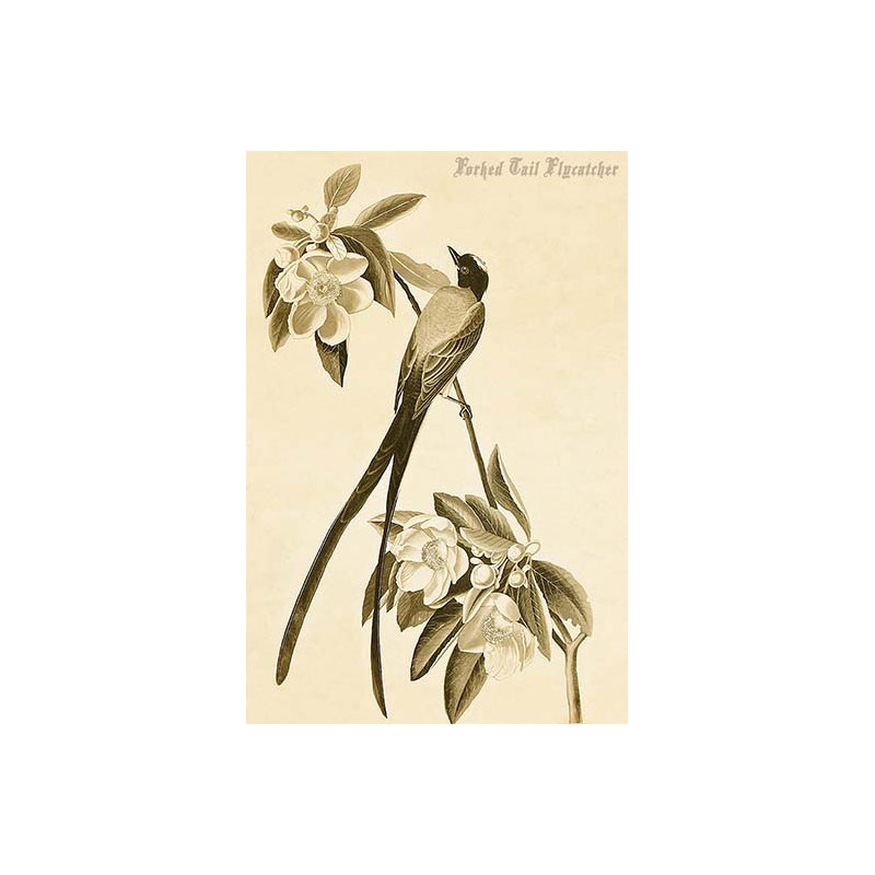 « forked tail flycatcher »-impression d’art graphique, H 36 po x l 24 po x P 1,5 po