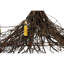 Greenbriar Oak 4 - Light Chandelier