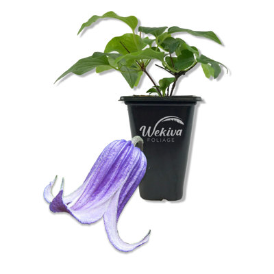 Clematis Roguchi - Live Starter Plant in a 2 Inch Growers Pot - Starter Plants Ready for The Garden - Rare Clematis for Collectors