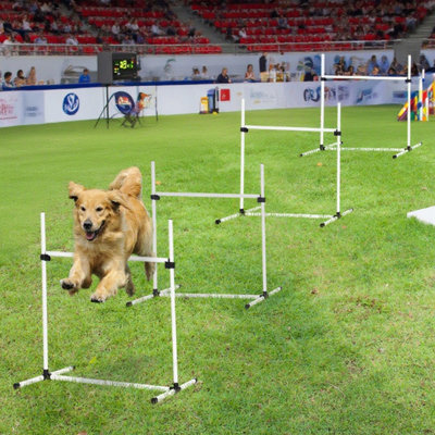 Équipement de dressage pour chien