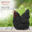 Chicken Animals Garden Statue-95852216