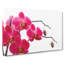 Hot Pink Orchids - Wrapped Canvas-56633888