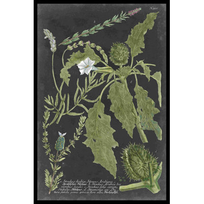 Dramatique Weinmann Greenery II