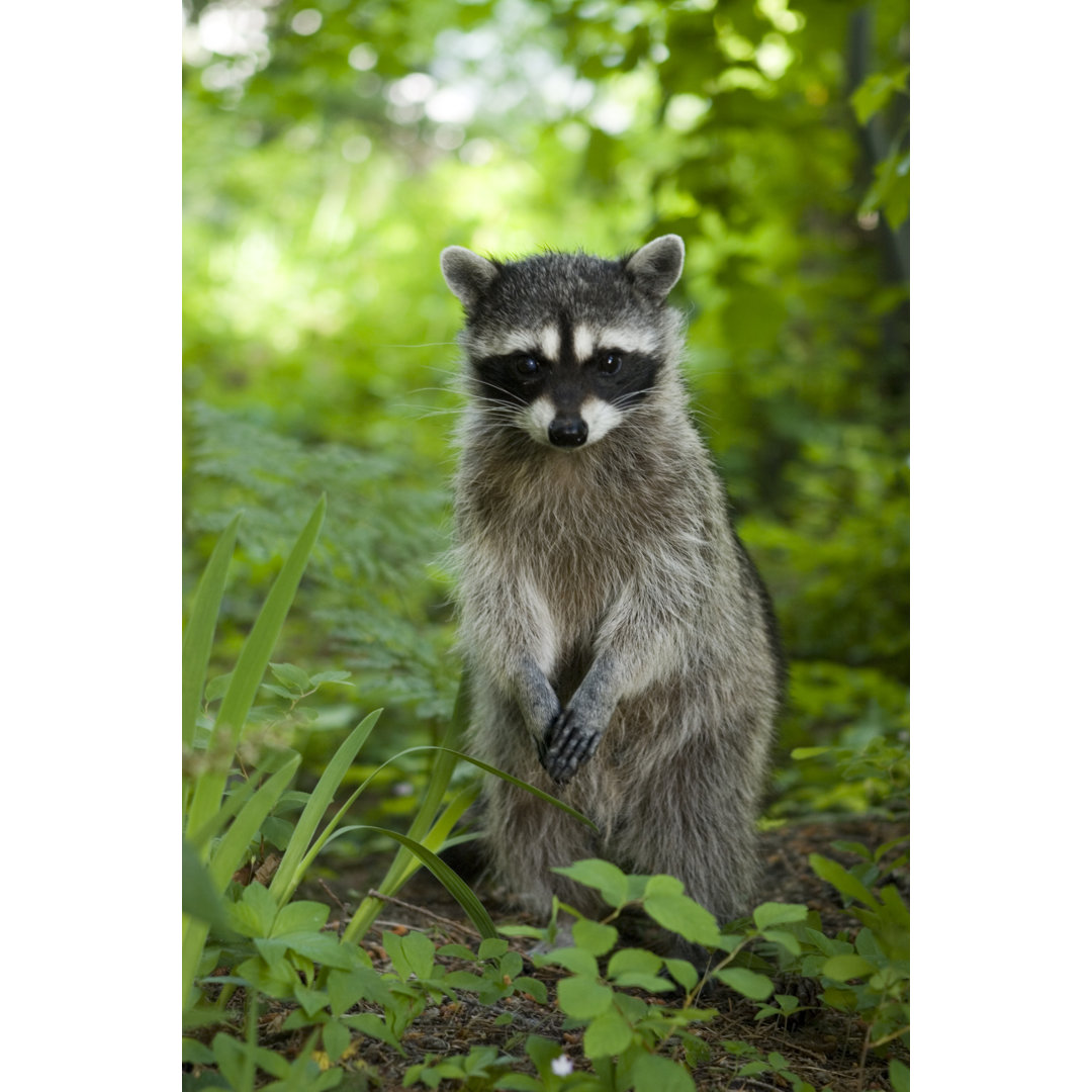 Ein Waschbär, der im Grasland sitzt von MarkHatfield - Leinwandbild