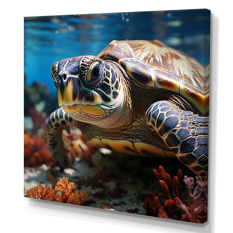 Curieuse tortue de mer sous l'eau, Toile tendue, H 16 po x l 16 po