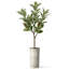 Arbre artificiel en fleur noire et blanche-104345526