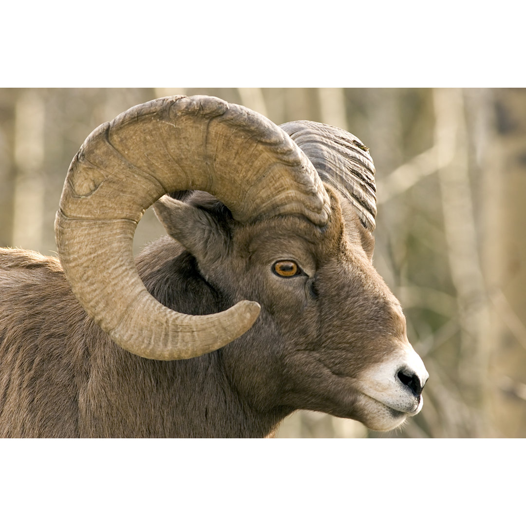 Close Up Of Brown Bighorn Sheep von Tulissidesign - Leinwand Kunstdrucke