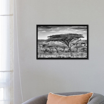 " Acacia Trees " by Philippe Hugonnard