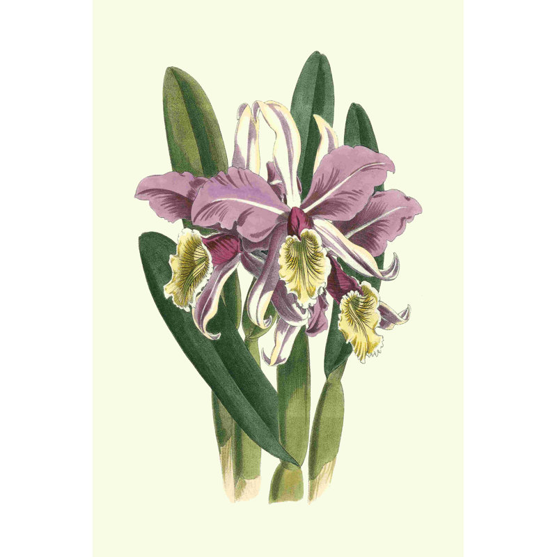 Magnifique orchidée IV, H 30 po x l 20 po