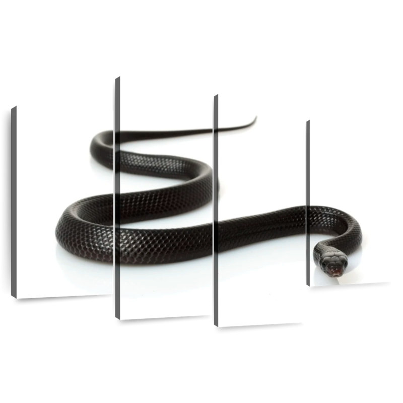 Eastern Indigo Snake, 27" H x 43" W