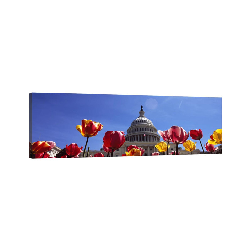 Tulips With A Government Building In The Background, Capitol Building - Wrapped Canvas Panoramic Print