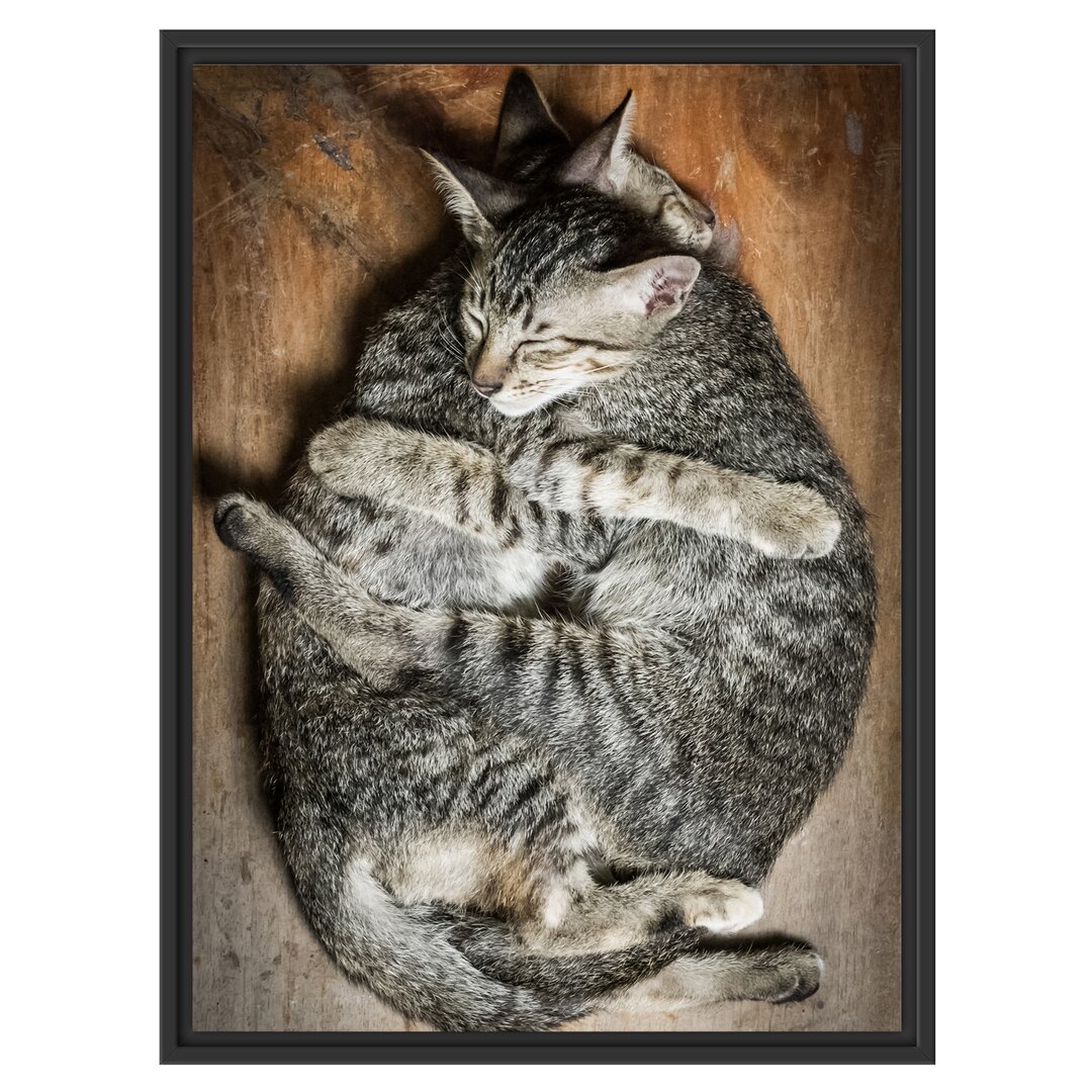 Gerahmter Kunstdruck Cuddling Cats