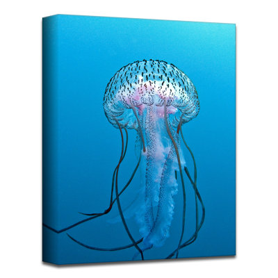 " Jelly Fish " by Christopher Doherty