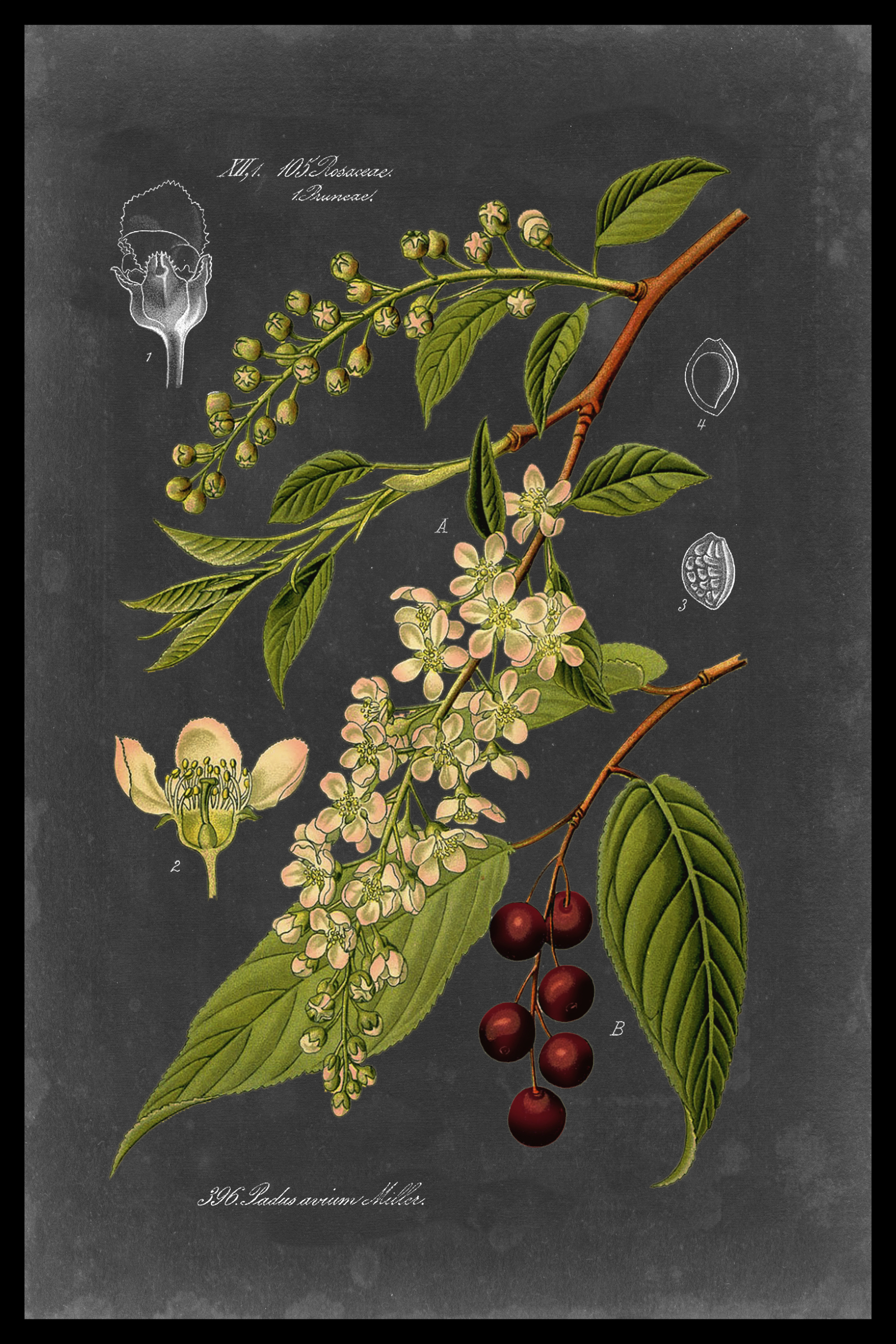https://assets.wfcdn.com/im/71600100/compr-r85/9171/91717744/midnight-botanical-ii-on-canvas-by-vision-studio-print.jpg