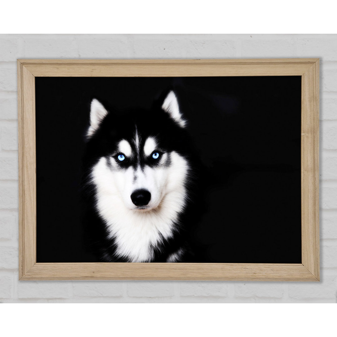 Husky Hund Liebe - Druck