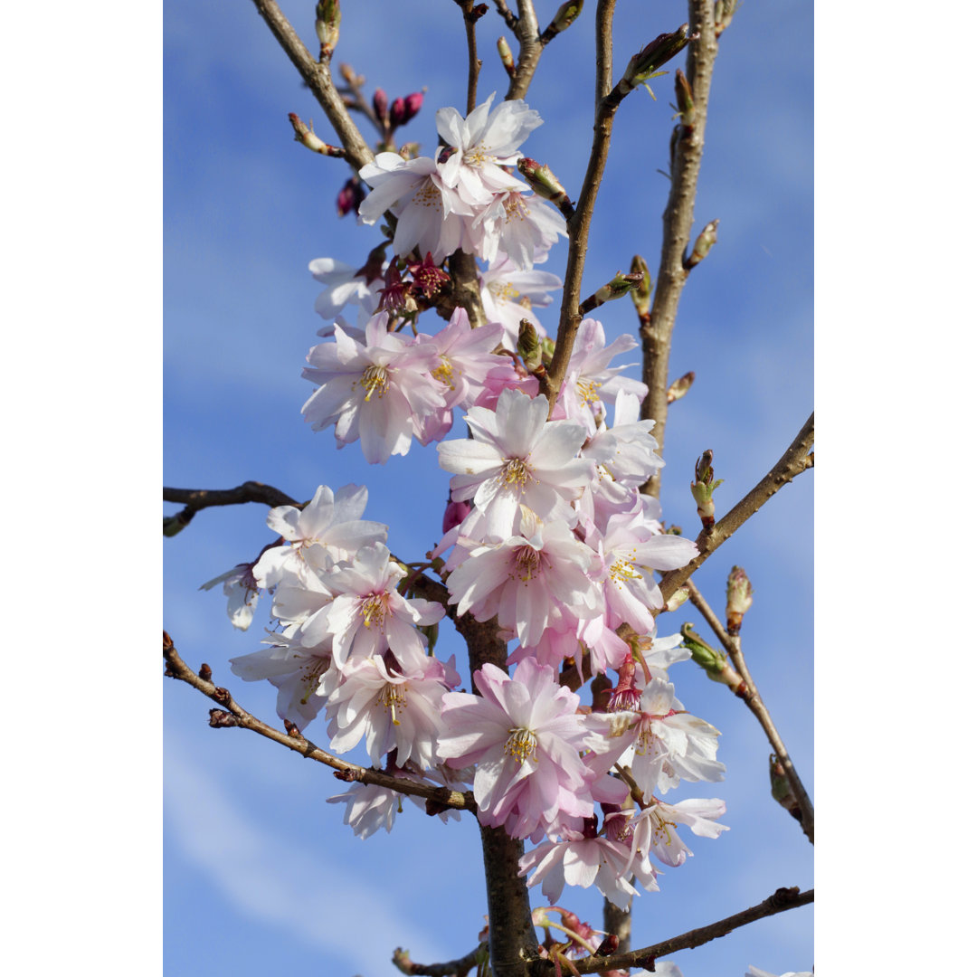 Pink Cherry Blossom von Whiteway - Leinwandbild