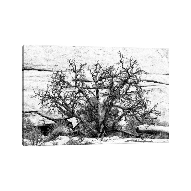 Desert Tree by Philippe Hugonnard - Wrapped Canvas Print, 20.32 cm H x 30.48 cm W