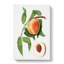 Juicy Peach Tree by Giorgio Gallesio - Wrapped Canvas-55362071
