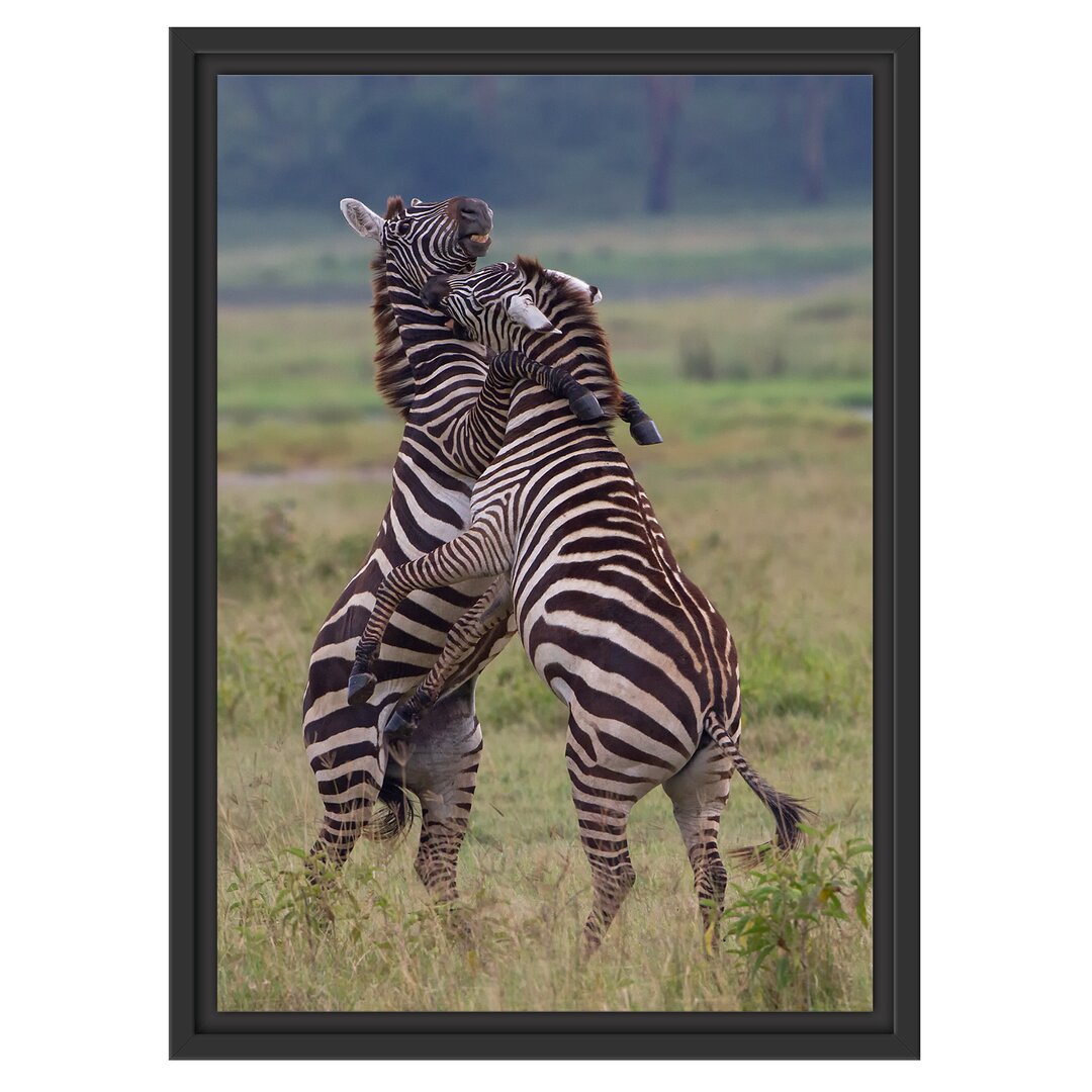 Gerahmtes Wandbild kämpfende Zebras