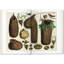 Seba Cabinet Of Natural Curiosities