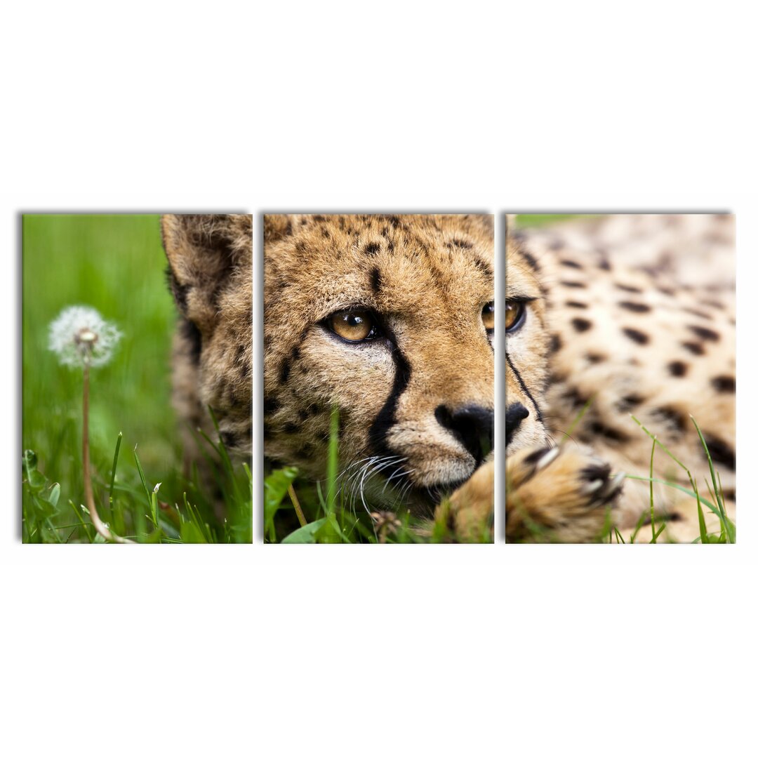 3-tlg. Leinwandbilder-Set Gepard im Gras